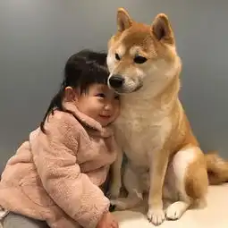 这只萌翻了全日本的柴犬,简直就是一个狗生赢家啊