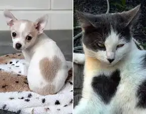 美媒中国宠物猫狗超8000万只带火宠物经济