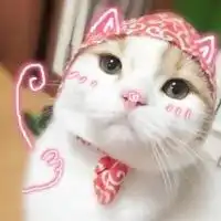 微信情侣萌可爱猫咪头像图片微信头像图片大全