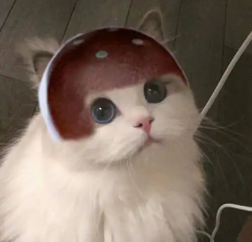王者荣耀猫猫头像图