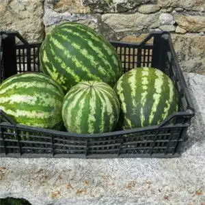 大西瓜头像新鲜的大西瓜图片