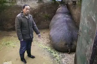 盐城动物园供暖跟不上河马怕冷憋墙角拒下水