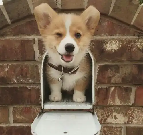 为何柯基犬不能流浪有这些原因,真让人心疼