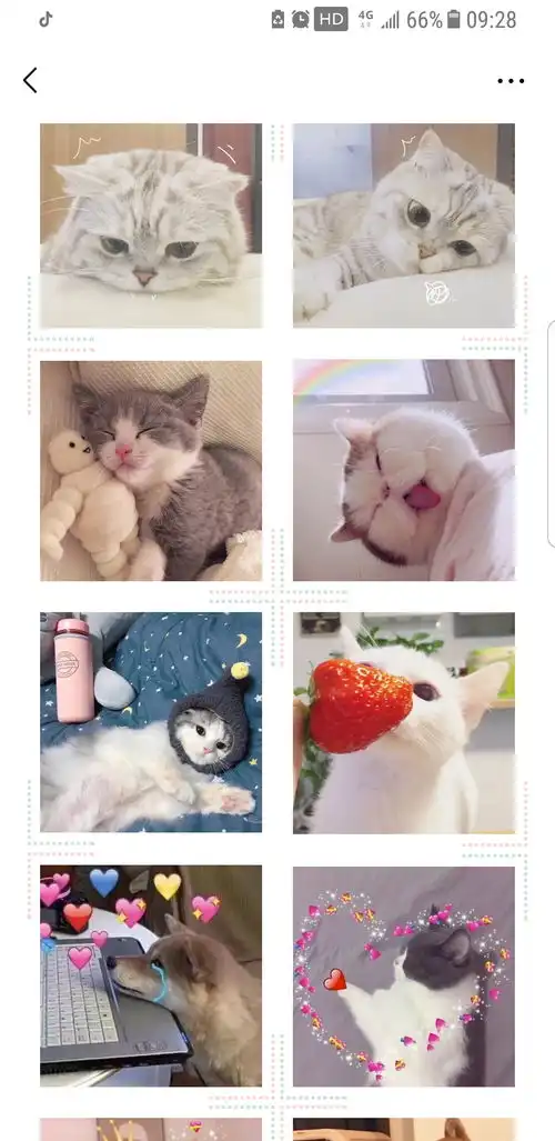 那些不能错过的的猫猫情侣头像