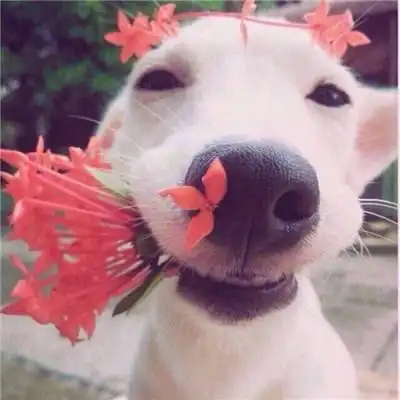 蠢萌可爱的萌宠,你喜欢吗