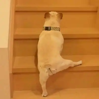 狗狗情侣头像一左一右二哈情侣头像蠢萌一对