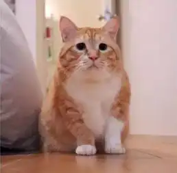一只感受到生活压力的猫,好忧郁的样子