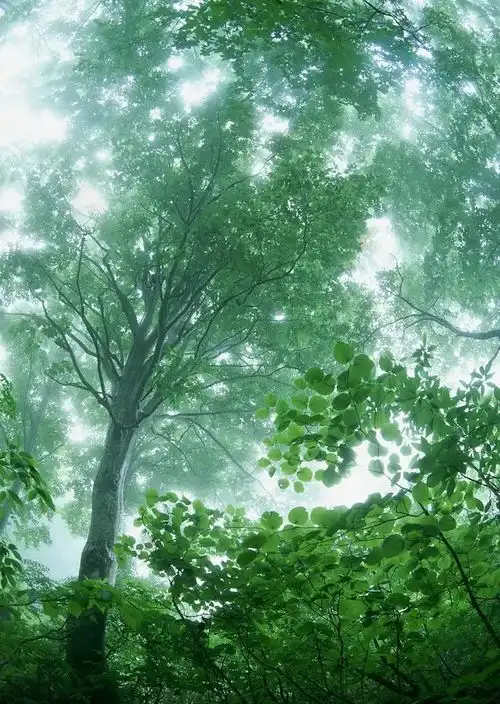 想象一下,你与天师一起在山林中漫步