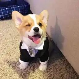 喜欢狗,却不敢养,全是因为养狗以后会有这6个坏处