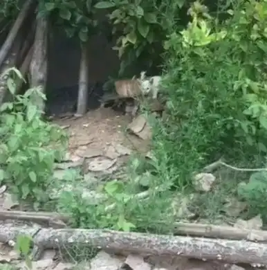 树林发现一只小猫,男子用米饭把它骗回家,家猫把它当孩子养