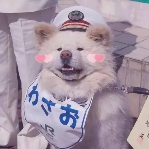 宠物头像其实蛮想和你聊天不过你不找我