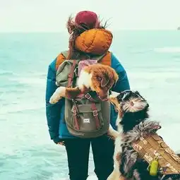 我妒忌那条狗了