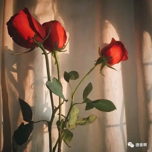 测试一个超长简介的文章