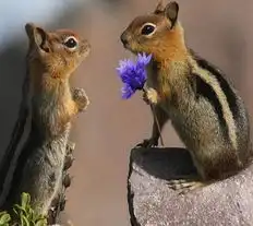 动物界情侣也浪漫十足