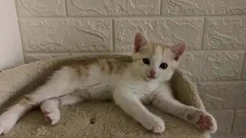 情侣分手后猫被弃养