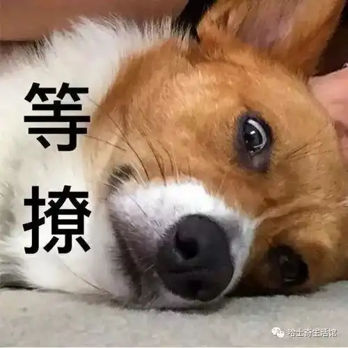 柯基表情帝,萌宠不输二哈