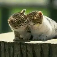 关于猫的情侣头像图片微信头像图片大全