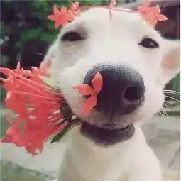 狗狗情侣头像一左一右高清头像想找一个连你废话都回复的人