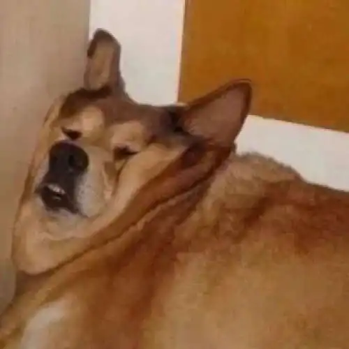 沙雕头像你看起来就很沙雕