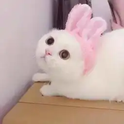 这是情侣头像吗
