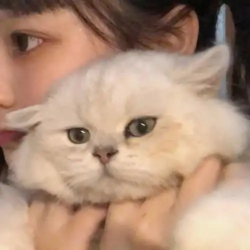 好看的情侣头像啊