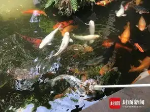 公园锦鲤被喂成胖鲤网友转发得好运,前提是你转发得动