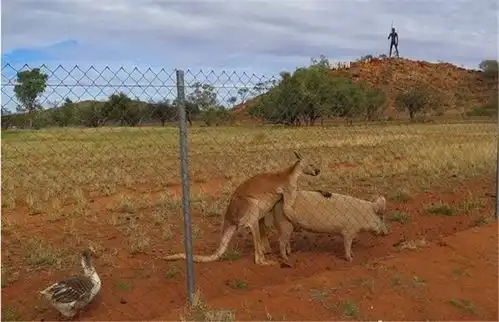 袋鼠单恋宠物猪,真心被无情践踏,网友好痴情的种