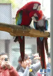 高清大图情人节来临动物也浪漫