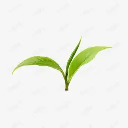 绿色的茶叶素材图片免费下载高清png千库网图片编号8611897