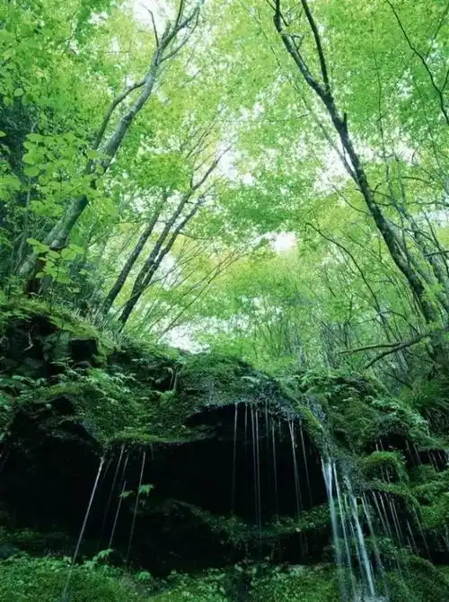 借山凭水临风