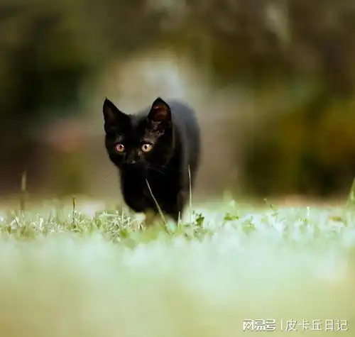 猫咪能有什么坏心眼,它就是太冷想开暖风扇,怎么就成了精