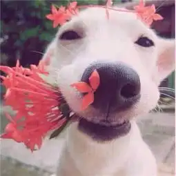 宠物颜值大pk图二可爱小花猫,竟敌不过小白狗会戴花