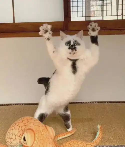 网友晒自家的猫,小东西长得真让它爹妈伤心这是什么破碎的颜值