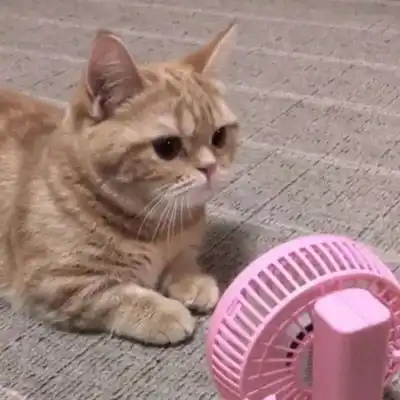 可爱懒猫图片超萌的睡觉的懒猫图片大全