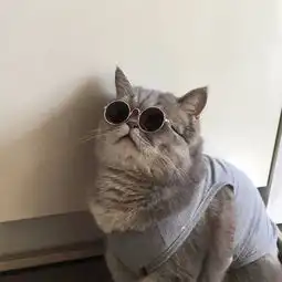 租房养猫真的超不容易啊