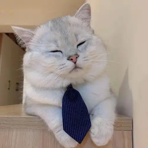 超可爱情头我是集市的养猫者,不看路人,不换爱人