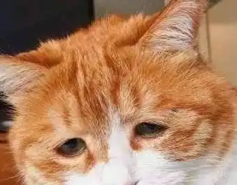 奶奶给橘猫穿衣过冬,橘猫突然变得很忧郁,网友感觉自己萌萌哒