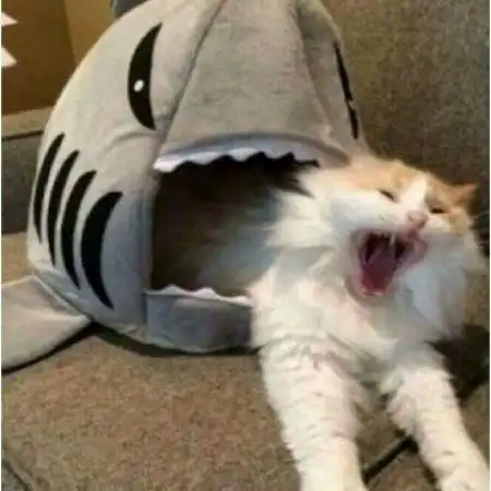 情侣头像搞笑逗比两张,不是人的宠物的真人的都有