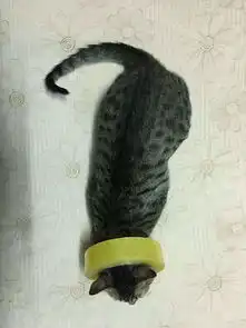 女孩赞叹猫咪脾气好随便揉,网友听了心痛我家大早上抽我巴掌