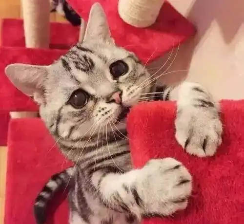 史上最悲伤小猫,一脸失恋的样子真像现在的我