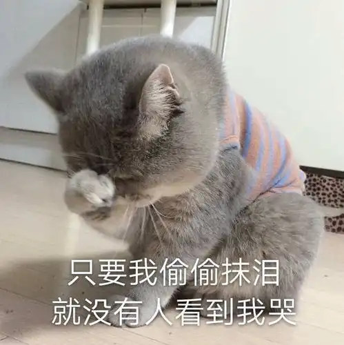 原来在猫咪眼里,这些行为无异于抛弃