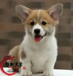 北京哪里出售纯种柯基幼犬两色三色柯基疫苗驱虫已做