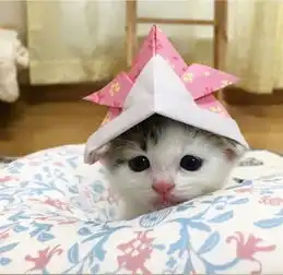 小奶猫胆小不敢独自睡,每次害怕家里大猫就来陪,萌的心要化了...