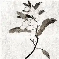 花开淡墨痕中国风水墨花头像