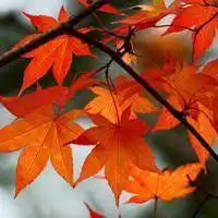 2017微信花草风景头像大全微信头像图片大全