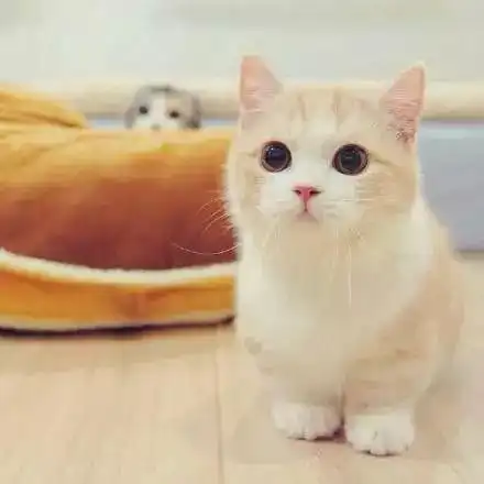 小短腿的小猫咪萌skr人