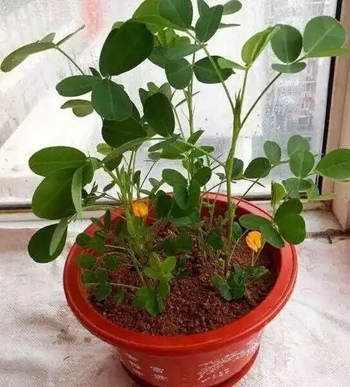 养花加点花生米,让花卉生长旺盛,蹭蹭长