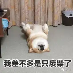现场9成猫狗被领养转发致敬辛劳可爱的人们