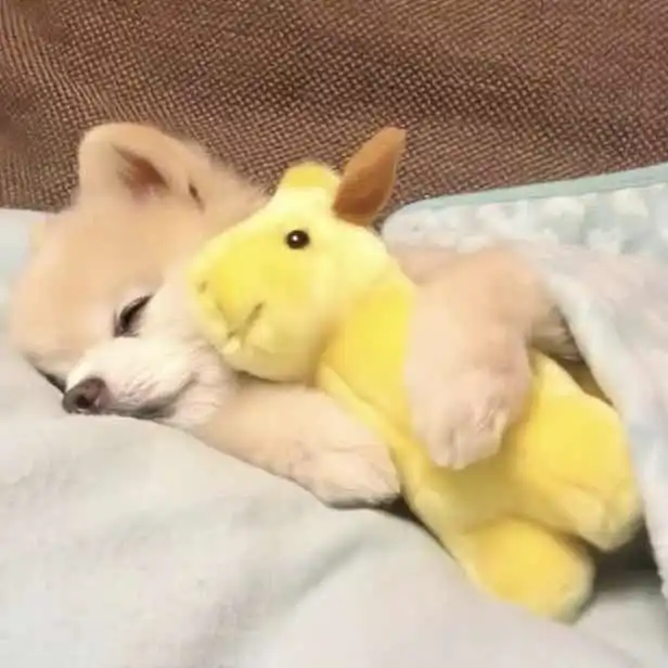 测试一个超长简介的文章