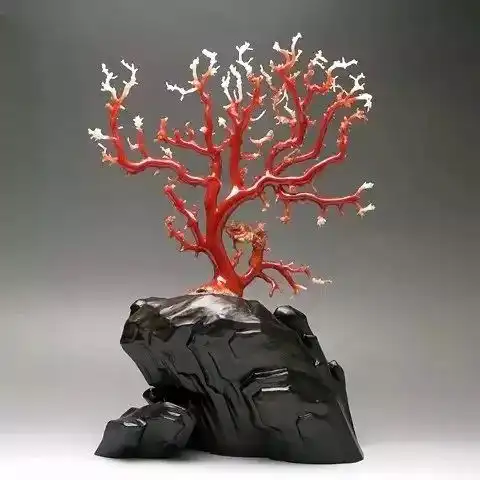 红珊瑚存在灭绝危机,收藏身价倍增